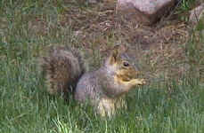 squirrel01.jpg (39309 bytes)